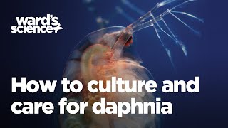 Caring and Culturing for Daphnia [upl. by Schnabel]