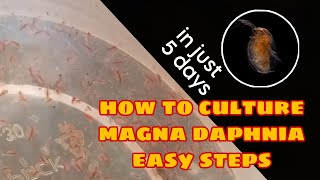 How to Culture Magna Daphnia Easily [upl. by Atyekram]