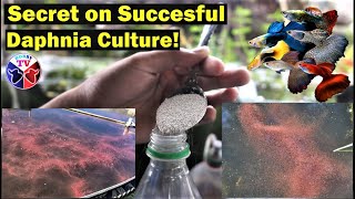 How to Culture Daphnia Successfully [upl. by Aleafar899]