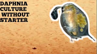 HOW TO CULTURE DAPHNIA NATURALLY WITHOUT A STARTER [upl. by Avilla641]