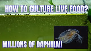 How to Culture Daphnia Secret Method to Breed MILLIONS  Simply Aquatic [upl. by Rise]