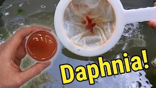 How I Culture Daphnia In Outdoor Tubs [upl. by Rafael831]