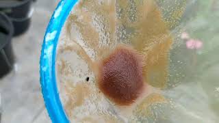 How to culture daphnia moina in a small container Part 1 English Subtitle [upl. by Aber97]