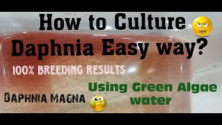 Daphnia MagnaHow to Culture Daphnia Easy wayCulturing Daphnia using Green water Daphnia [upl. by Eigram391]