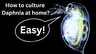 BEST Live Fish Food Beginner guide How to Culture Daphnia at home [upl. by Enyalb]