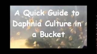 How to culture daphnia outside [upl. by Ahseei]