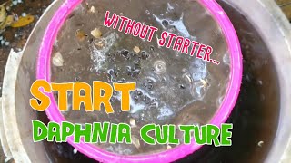 How to culture daphnia moina the easy way 1  Starting the Daphnia culture [upl. by Teirrah]