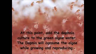 Daphnia  How to grow daphnia in your home [upl. by Annehsat]