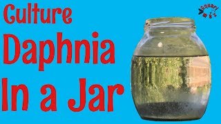 How to Culture Daphnia in a Jar [upl. by Ainahs]