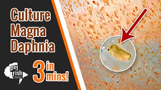 How to culture DAPHNIA MAGNA  The easy way [upl. by Cressy]