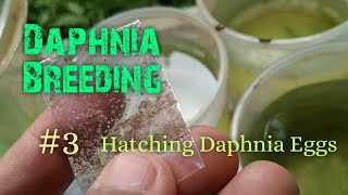 Daphnia Culture made simple and easy 3  Hatching Daphnia eggs [upl. by Mic657]