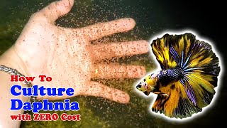 How to Culture Daphnia with ZERO Cost  Unlimited Live Food For Our Fish [upl. by Carri]