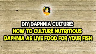 DIY Daphnia Culture How to Culture Nutritious Daphnia as Live Food for Your Fish [upl. by Portingale]