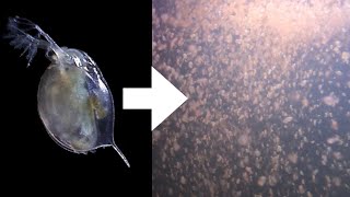 How I Culture Daphnia [upl. by Ellehsal237]