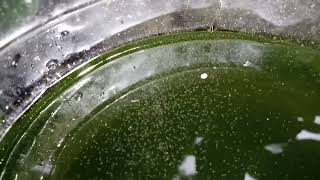 DAPHNIA MOINA CULTURE IN A SMALL BUCKET [upl. by Ahl951]