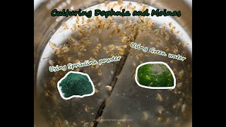 How To Culture Daphnia and Moinas using Green Water Spirulina powder [upl. by Apollus70]