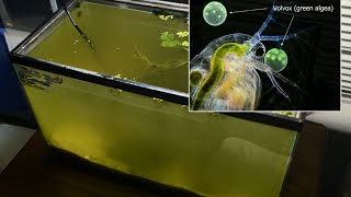 Raising Daphnia for the Freshwater Aquarium [upl. by Traci237]