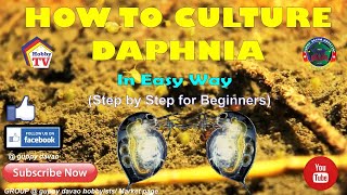 HOW TO CULTURE DAPHNIA In Easy Way [upl. by Teresita]